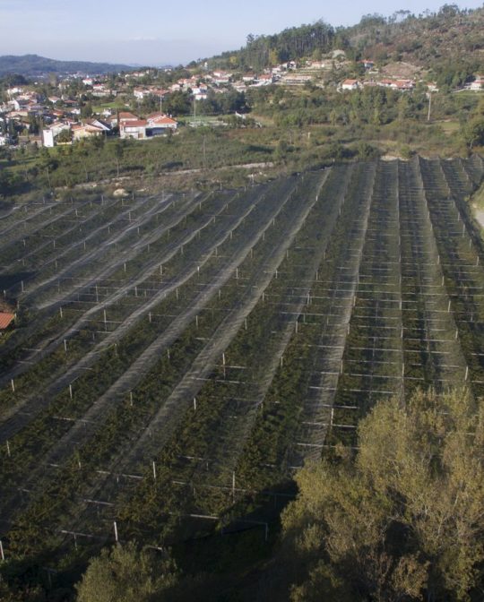 Quinta de Vilaboa
